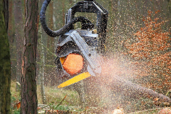 The harvester working in a forest. Harvest of timber. Firewood a